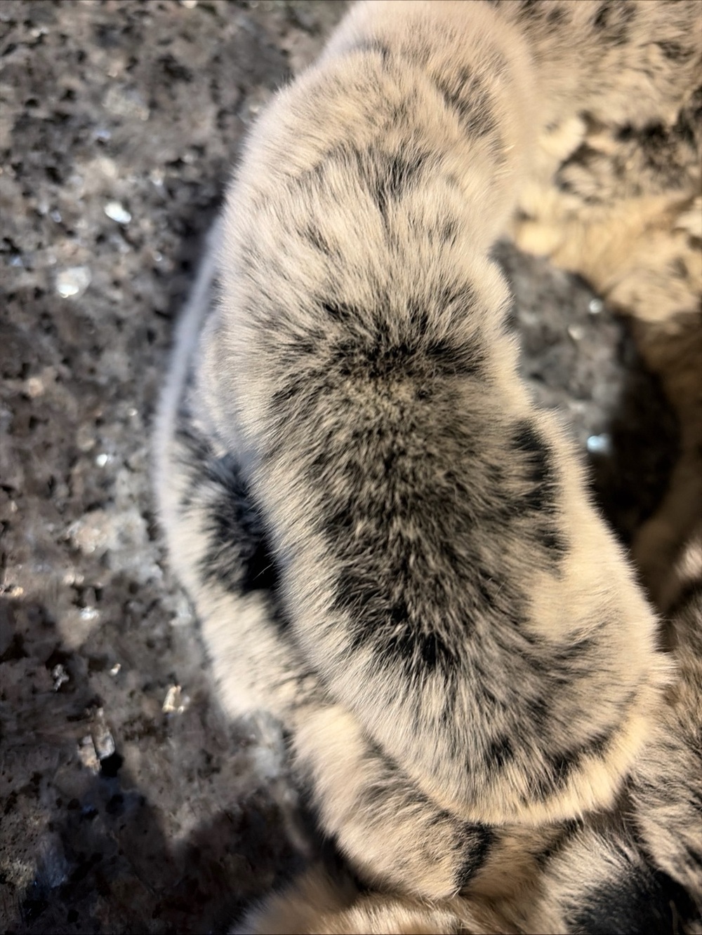 BELLE FARE Real Rex Rabbit Fur Scarf Neck Warmer Soft - Picture 2 of 9